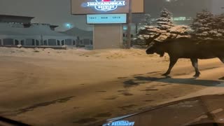 Large Moose in Road Doesn't Want to Move