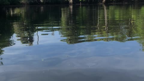 Manatee encounter, Mother and calf.