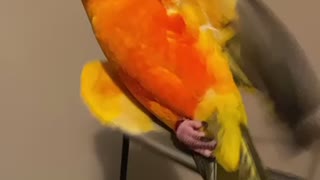 Sun conure playing