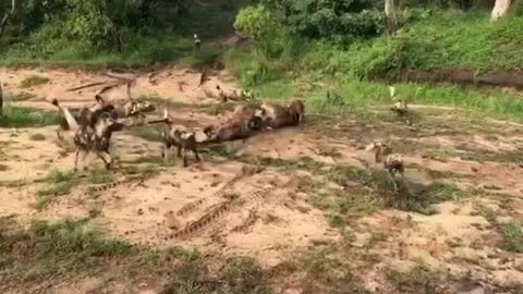 A clash of hyena dogs and hyenas.