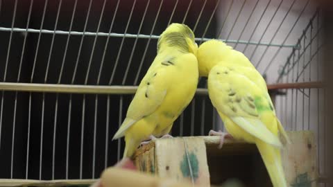 Close-Up Video Of Yellow Birds Being Romantic To Each Other