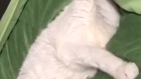 White cat laying on green blanket cleaning itself