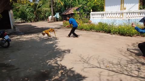 funny fake tiger prank to dogs-hilarious