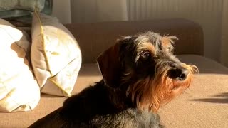 Cute Pup Barking