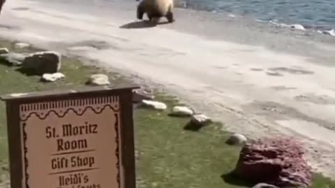 A horse attacks a grizzly bear to protect its owner!! 😬😳😳