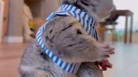 Best Funny Animal Videos of the year (2023), funniest animals ever. relax with cute animals video