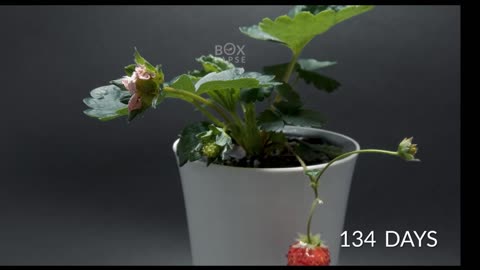 STRAWBERRY From Seed Time-lapse 160 Days