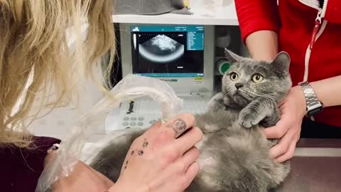 Pregnant cat 5 days before giving birth. We do an ultrasound