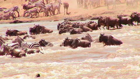 Furious Wildebeests cross a river during a migration in Africa