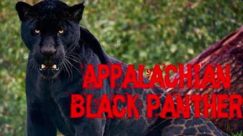 Cryptid Log the Appalachian Black Panther