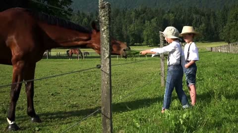 Two little boys are feeding a horse with grass