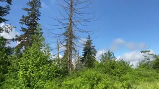 relaxing nature birds singing beautiful sunny day