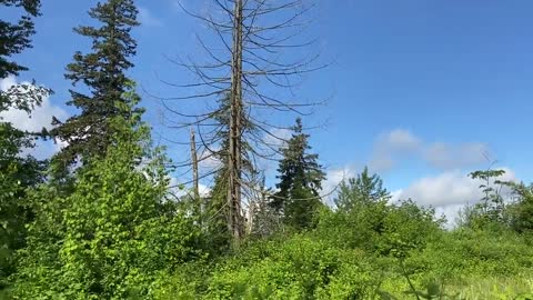 relaxing nature birds singing beautiful sunny day