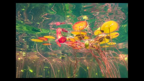 Ants on Lily Pads - Vijay Prashad