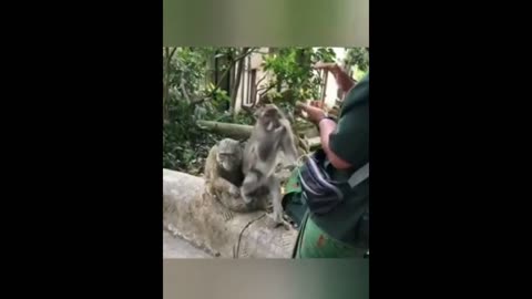 Monkey funny video