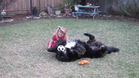 Year Old Girl Steer Wrestling Newfoundland Dog