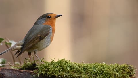 cute bird on a tree branch