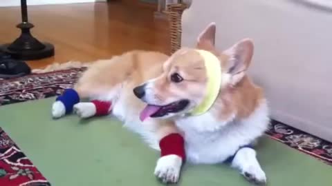 HILARIOUS CORGI DOES AEROBICS. FUNNY !!