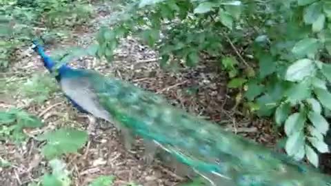 Bronx Zoo, a peacock