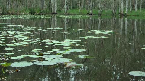 Relaxing and Serene Bird Lagoon