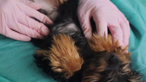 The veterinarian palpates the puppy's abdomen after injury