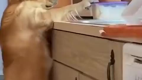 Dog gets caught while stealing food