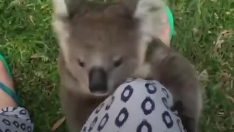 Rescued Baby Koala Bear Climbs Rescuer's Leg | The Dodo