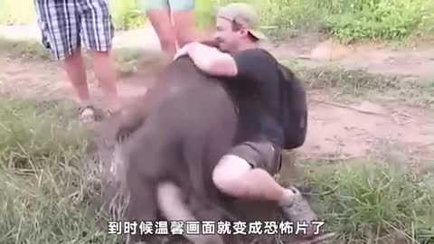 naughty baby elephant