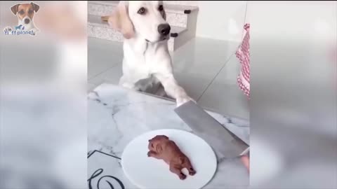 Dog Reaction to Cutting Cake - Funny Dog Cake Reaction Compilation Fluff Planet