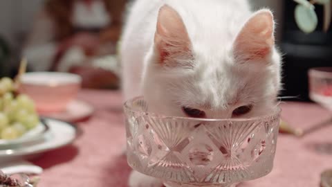 A Cat Licking The Crystal Glass On Top Of The Table