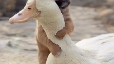 Cute Puppy And Duck Funny FriendShip