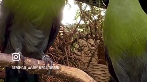 White-Cheeked Turaco #birds #bird #nature