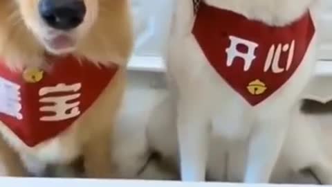 Funny dog shorts video