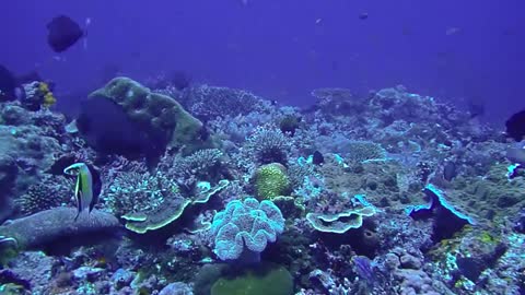 The calm of the beautiful coral gardens at castle rock, Komodo Np