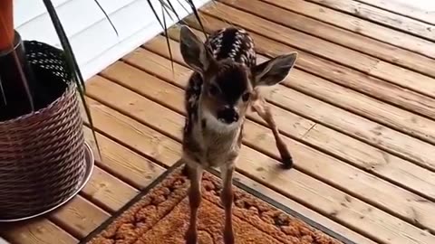 A kind hearted man saved a fawn that was struggling in his swimming pool ❤️❤️❤️