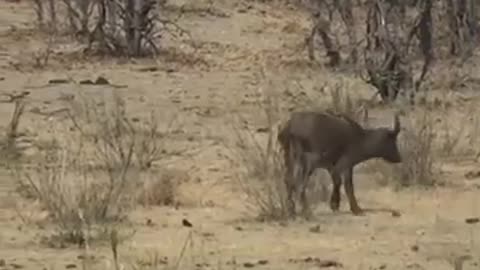 BRIGAS DE GIGANTE ELEFANTE GIGANTE É UMA BÚFALO