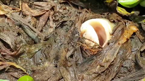 Underground Fish comes up to Lay Eggs 🐟