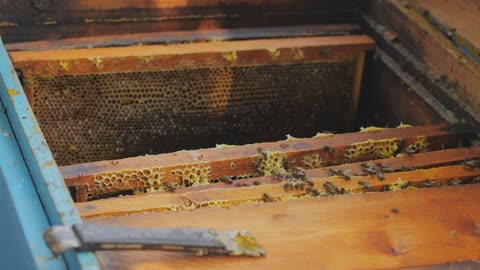 Bees on honeycomb. Honey harvest. Beekeeper lady gently removes bees from the frame