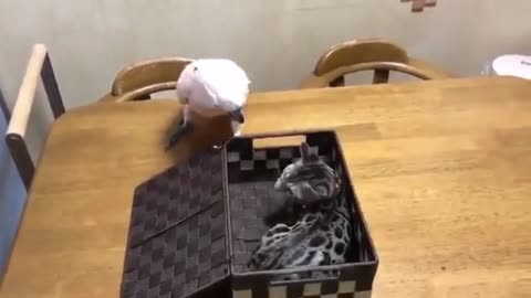 Parrot playing with cat