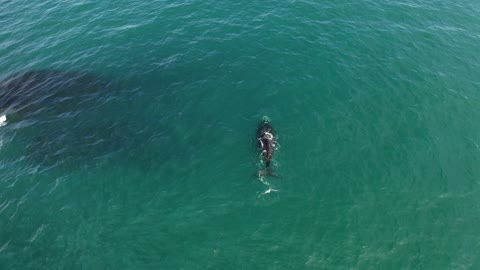 Southern Right Whale A close up view of a Southern Right Whale swimming under water.