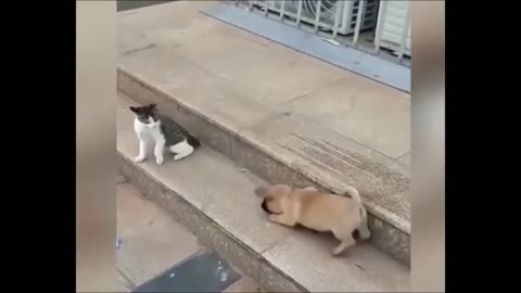 CAT VS DOG FIGHT