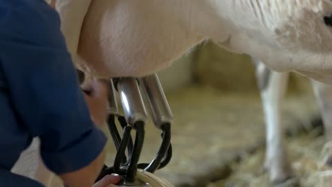 Woman attaches milking machine. Udder of a cow. Work at the farm. Tubes and hoses