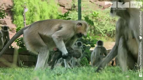 Monkeys Grieve Over Robot Monkey