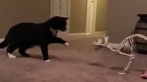 Cute Funny Pets video ,cat ,dog,Video.try to not laugh