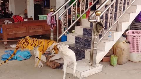 Wow Nice Fake Tiger Prank Dog 1