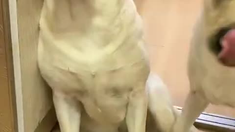 Jealous dog doesn't want to be left out