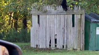 Bears Go Dumpster Diving for Chinese Food