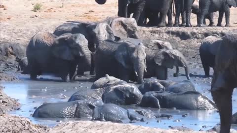 Herds of elephants