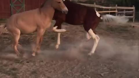 Two Horses Having an Intense Moment Playin With Each Other