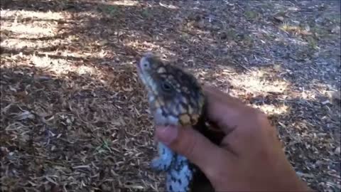 Shingleback Lizard